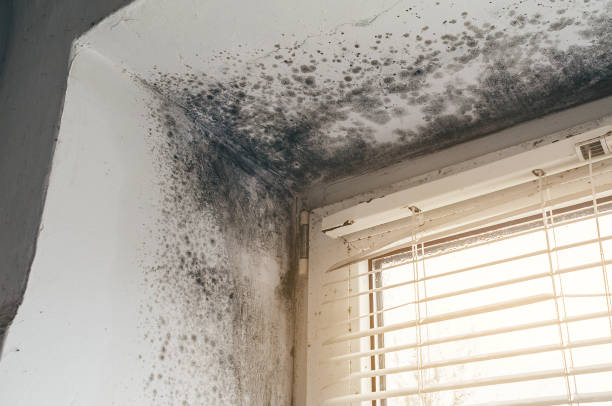 Trusted Crawl Space Mold Removal service in Antioch, IL - Cheap Mold Removal
