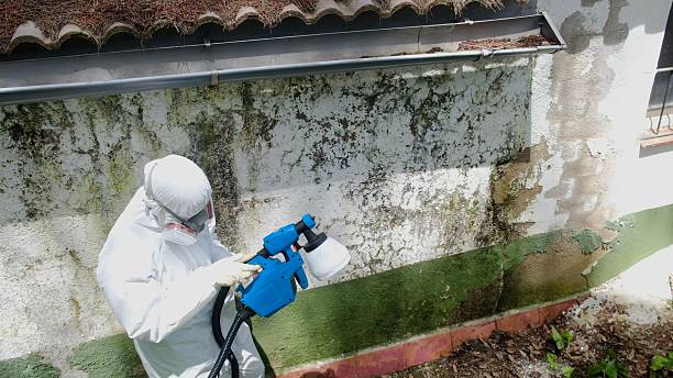 Trusted Black Mold Removal service in Antioch, IL - Cheap Mold Removal
